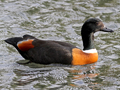 Australian Shelduck